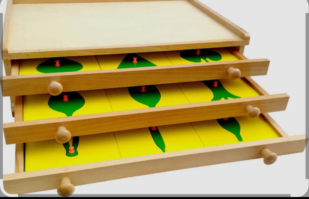 Montessori Botany Leaf